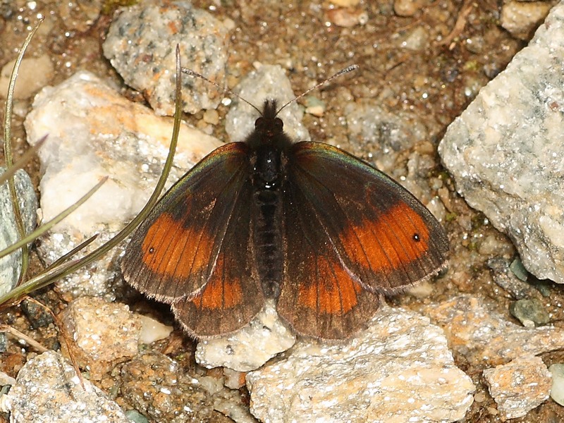 Erebia 3 da id